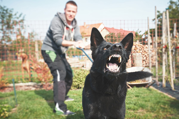 Dog Bite Attack Lawyer